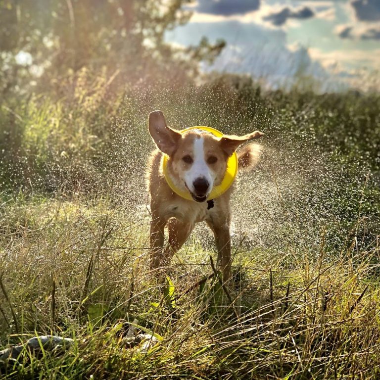 Urlaub mit Hund Ein Hund mit gelbem Halsband springt fröhlich durch spritzendes Wasser in einer Wiese.